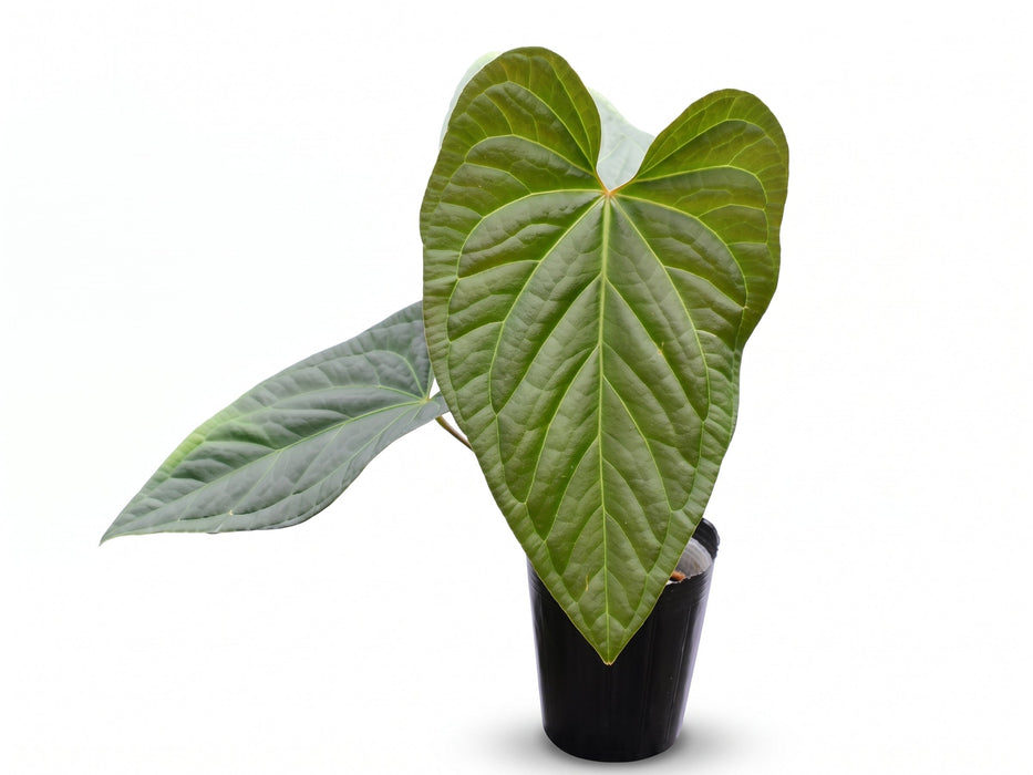 Anthurium Halloween Night x Anthurium Urban Jungle