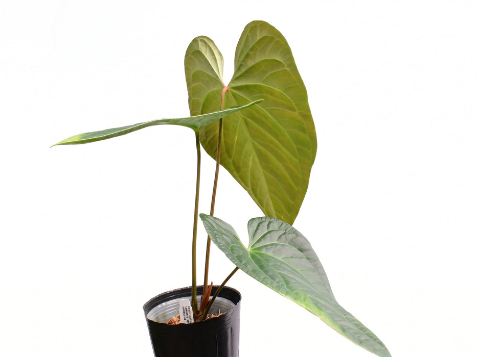 Anthurium Halloween Night x Anthurium Urban Jungle