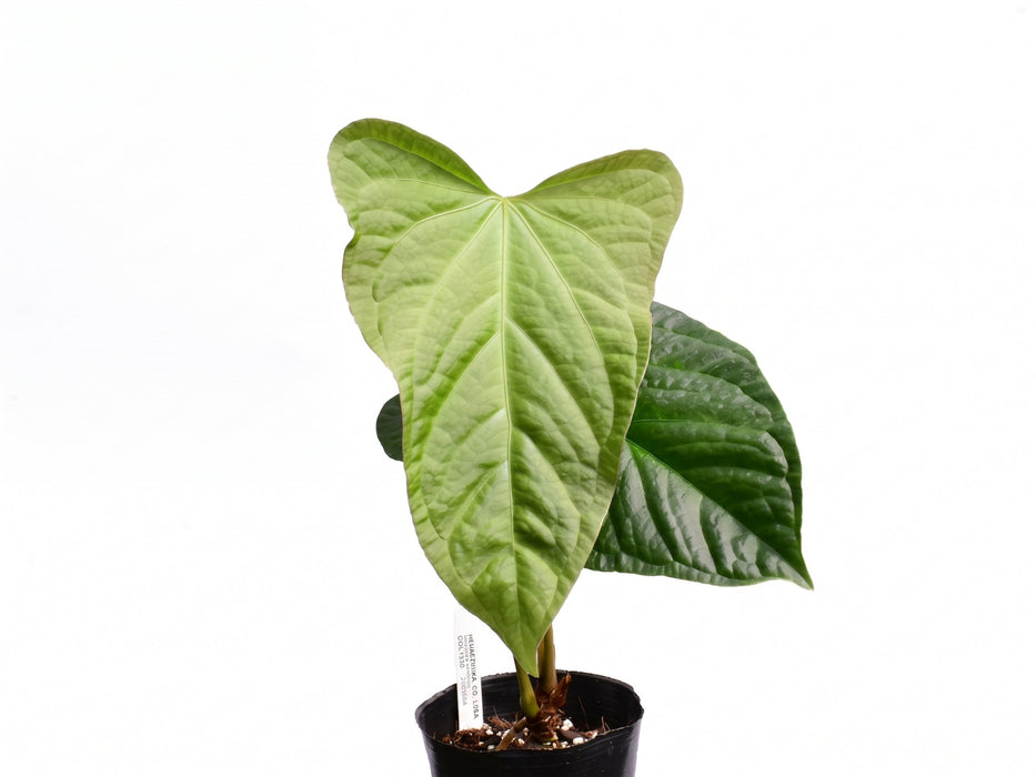 Anthurium Halloween Night x Anthurium Urban Jungle