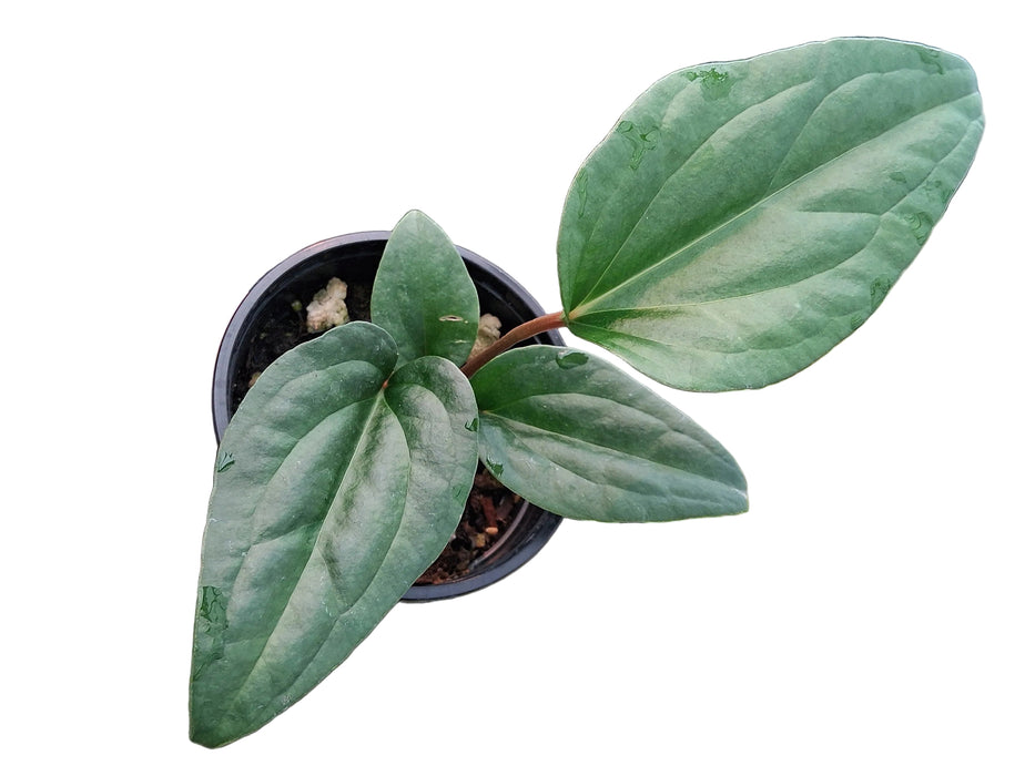 Anthurium Halloween Night x Anthurium Urban Jungle (seedling)