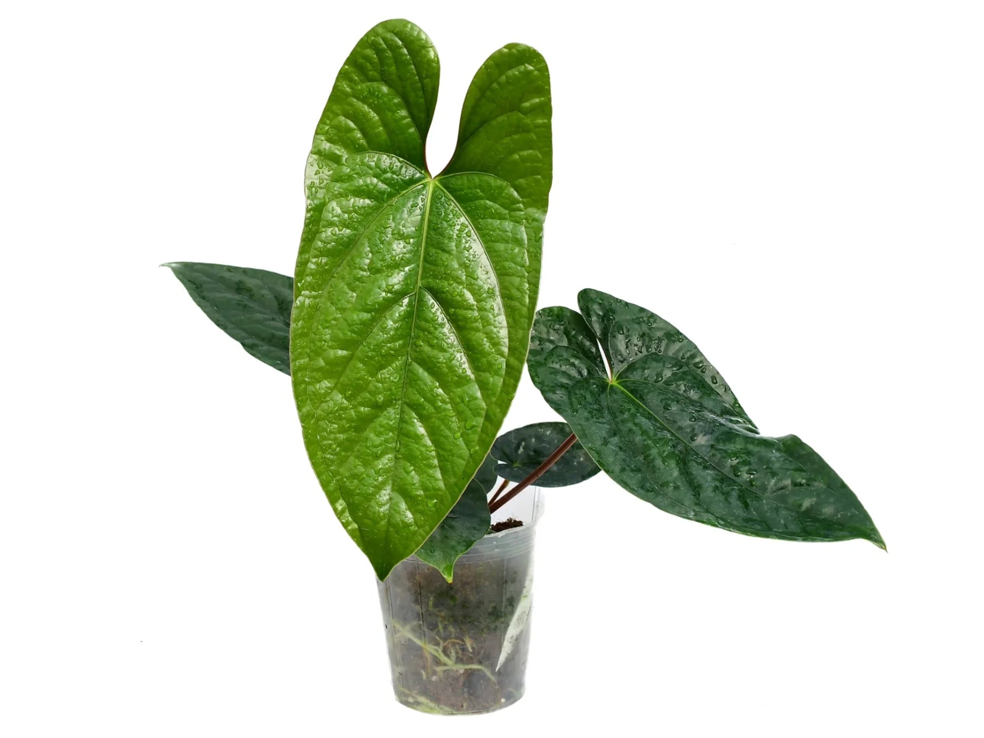 Anthurium Happy Bunny (XS) — Ecuagenera USA Corp