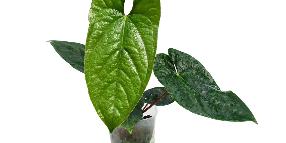 Anthurium_Happy_Bunny_1200x600