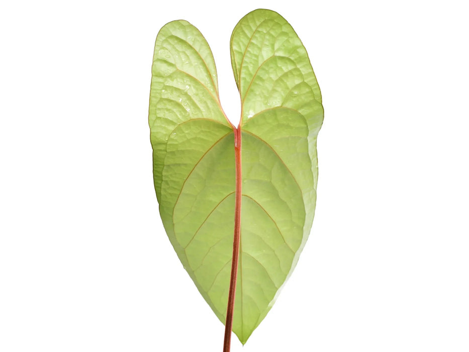 Anthurium Happy Bunny (XS) — Ecuagenera USA Corp Anthurium Happy Bunny (XS) — Ecuagenera USA Corp