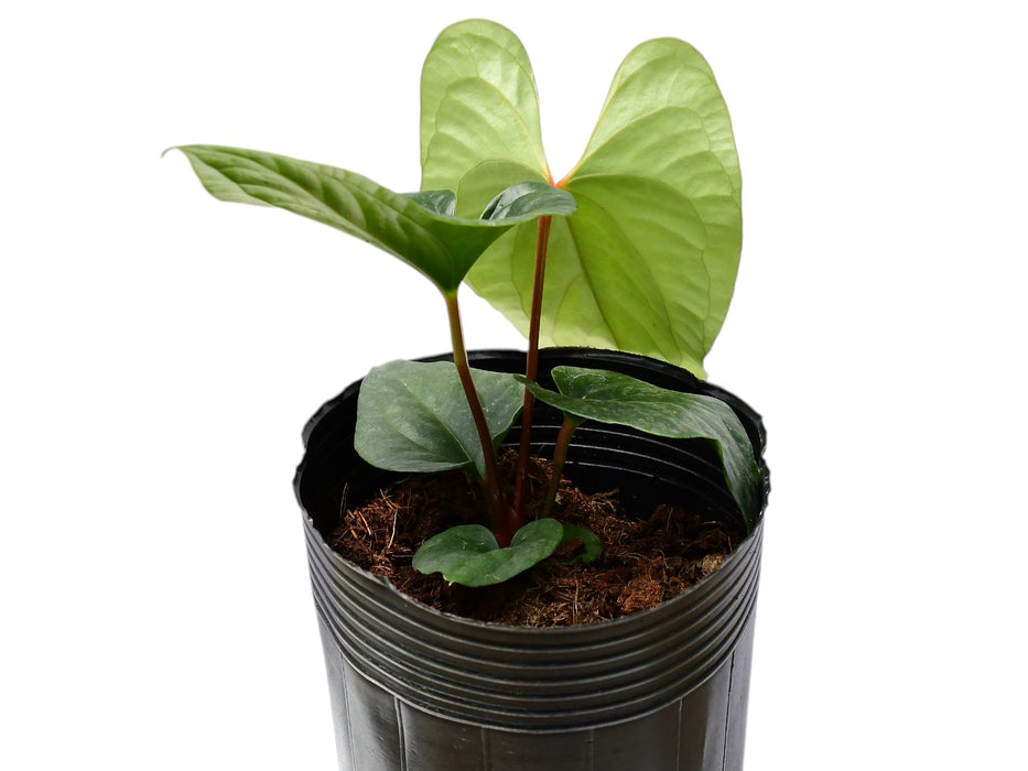 Anthurium Happy Bunny 'Inverse crossing'