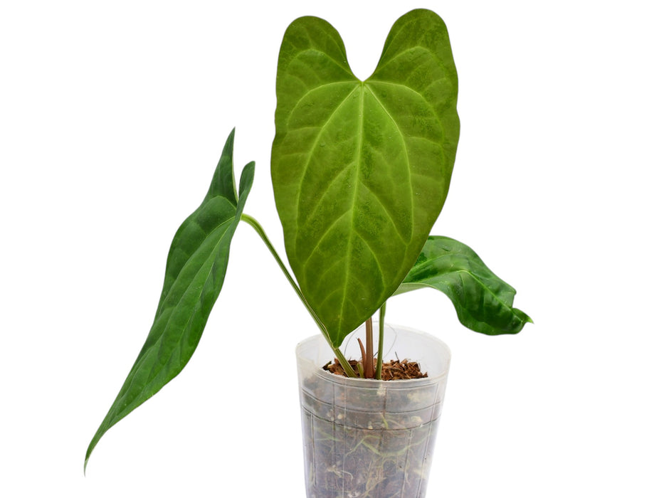 anthurium plant amazon Anthurium Heart of the Amazon