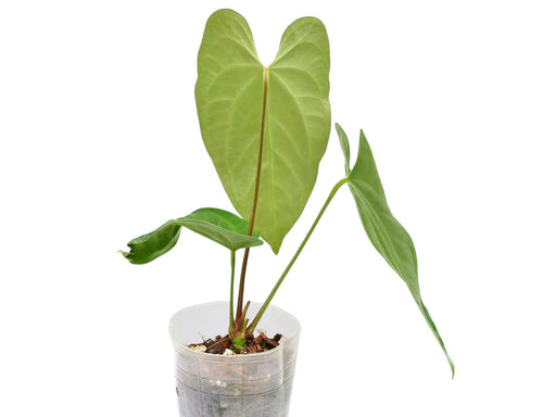 anthurium plant amazon Anthurium Heart of the Amazon