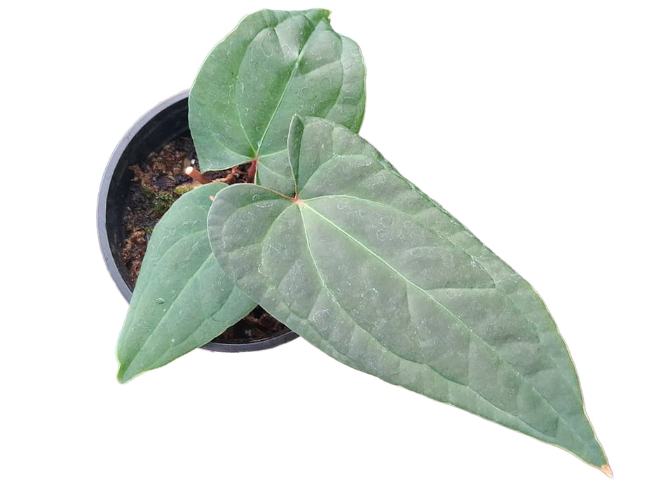 Anthurium Hollow Ghost x Anth. sagittatum 'Ecuagenera'