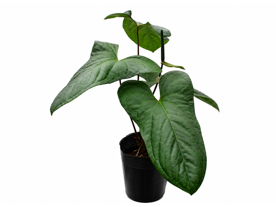 Anthurium Homer's Dress