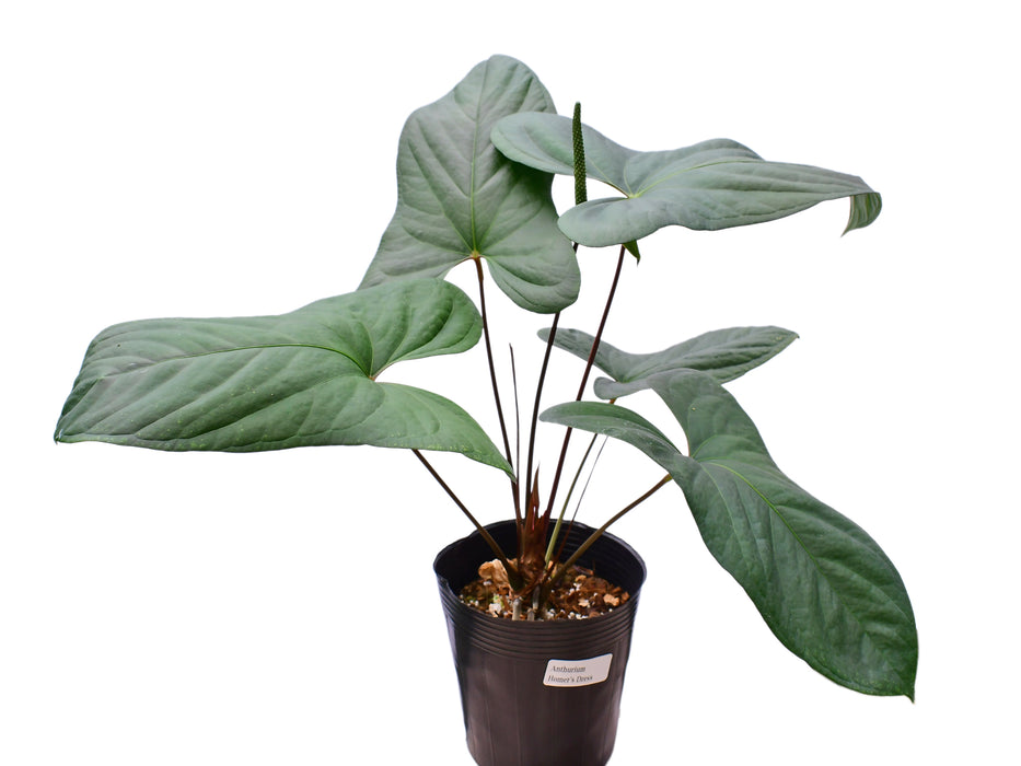 Anthurium Homer's Dress
