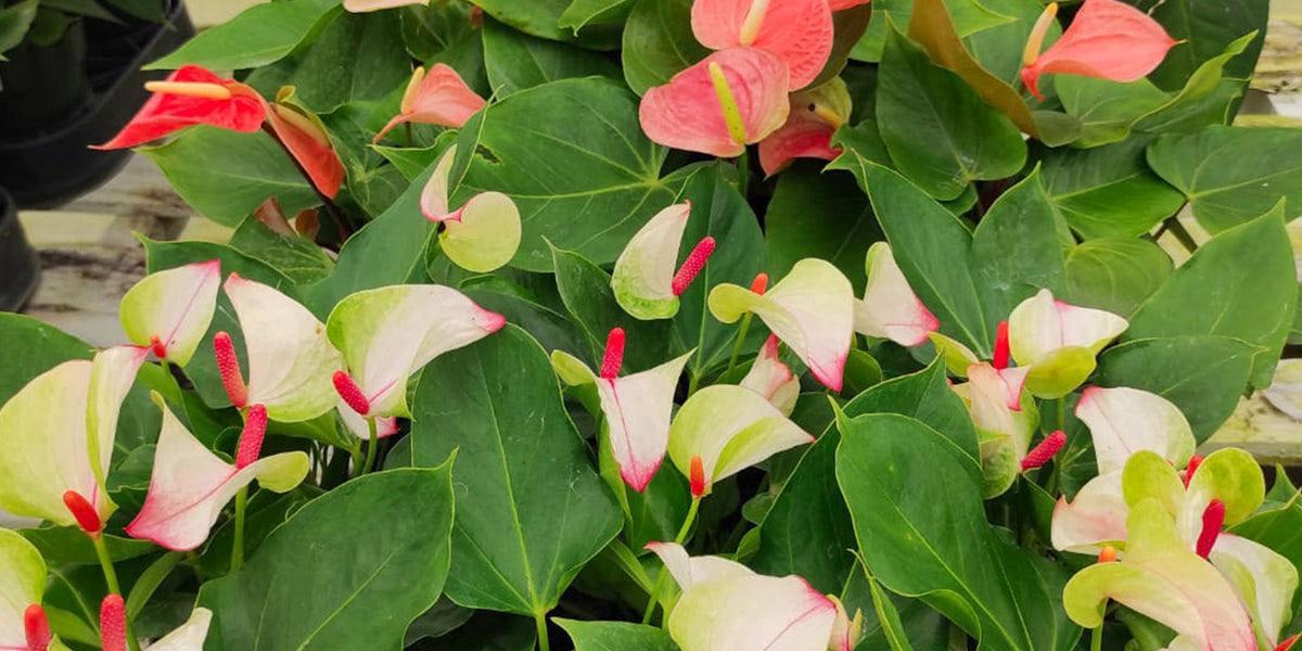 anthurium colori Anthurium Hybrid