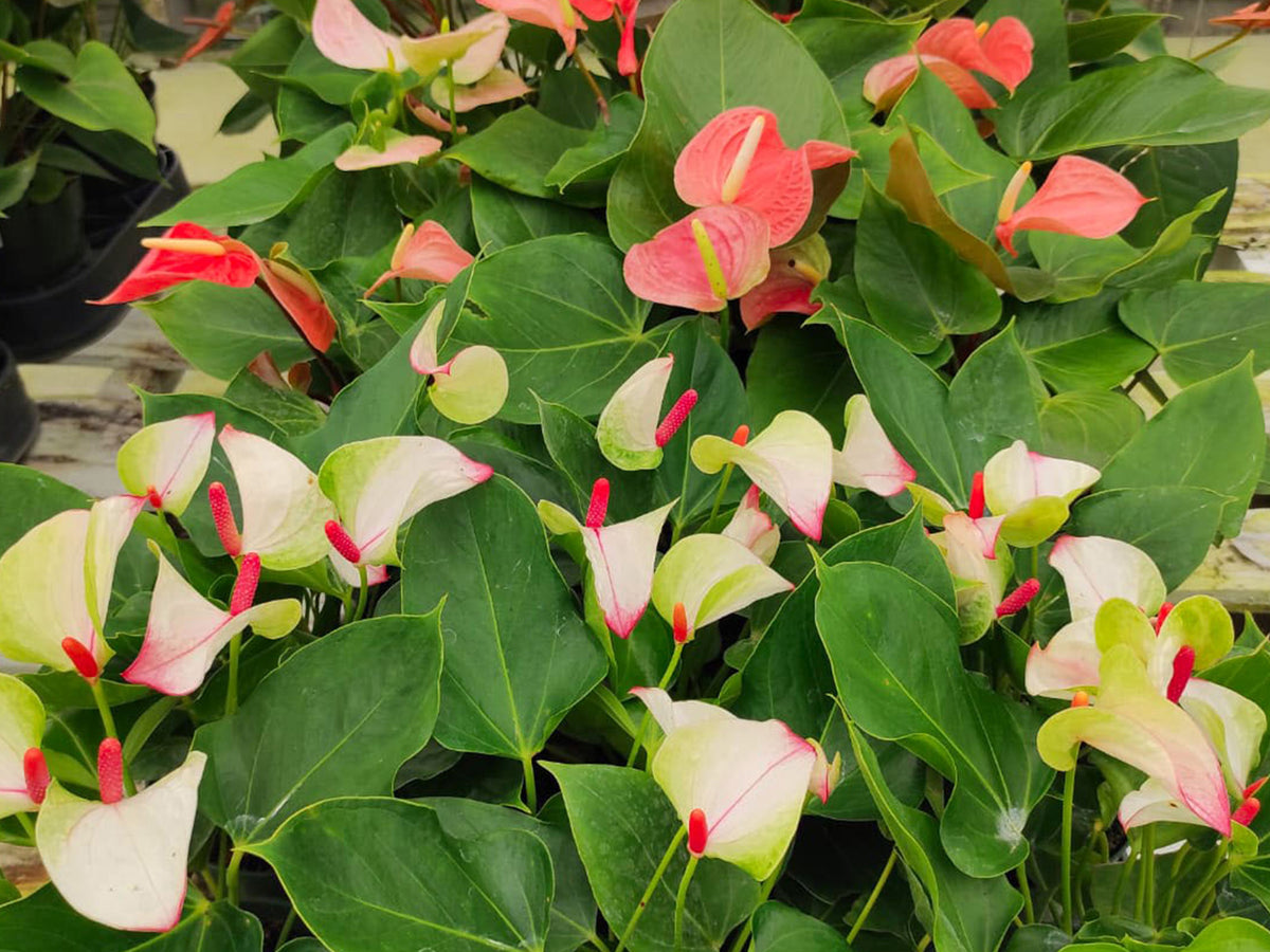 anthurium price Anthurium Hybrid