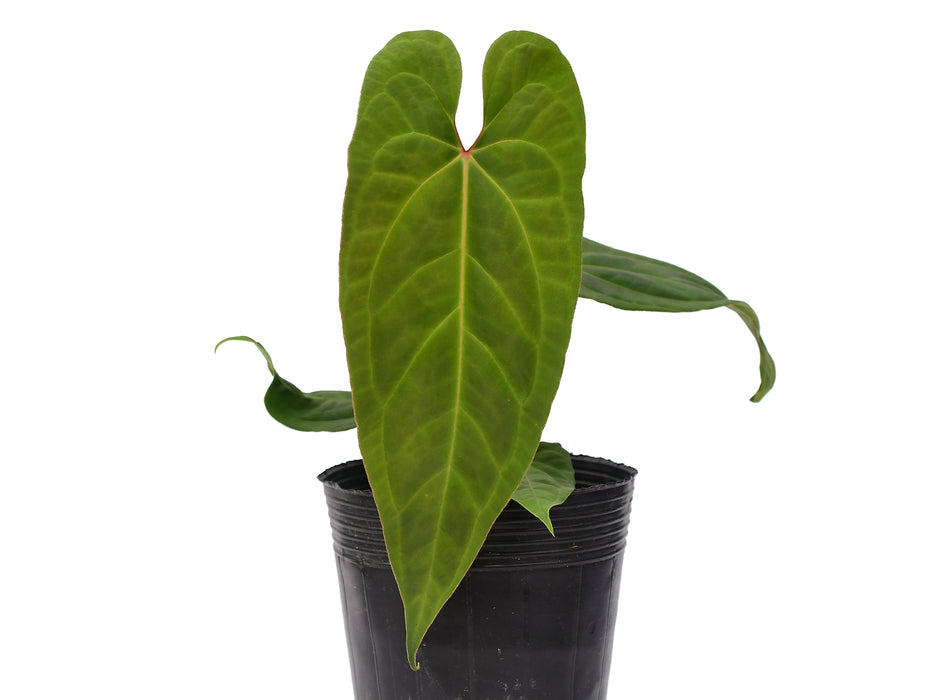 Anthurium Ingrid de Portilla 'Inverse crossing'