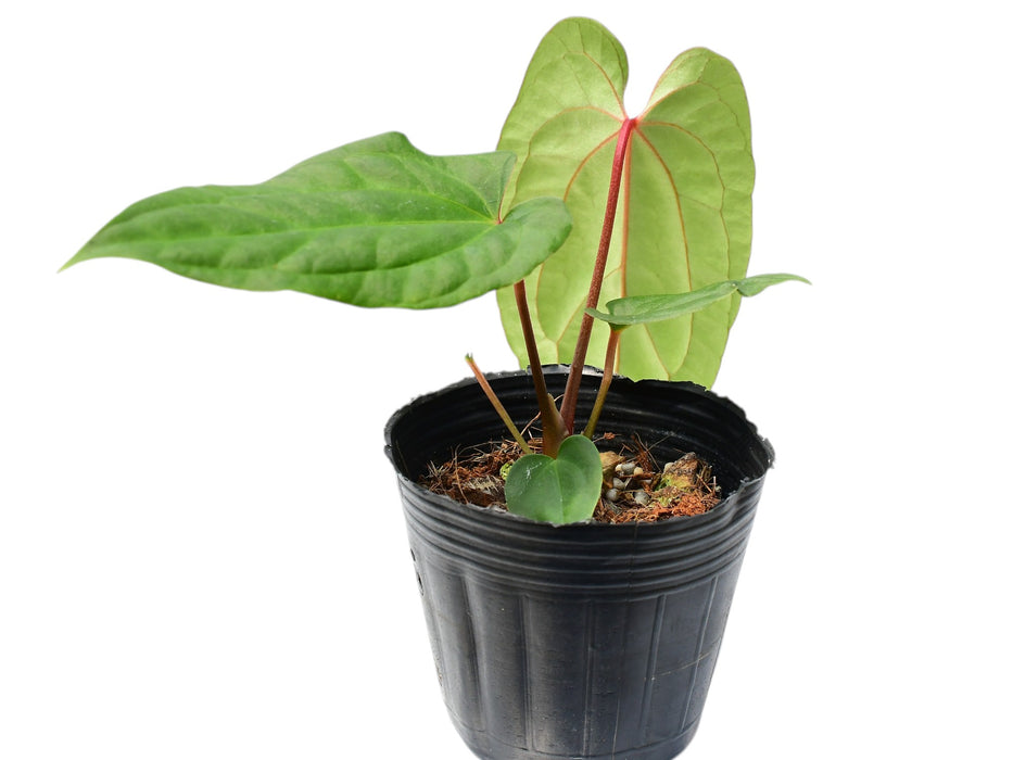 Anthurium Ingrid de Portilla 'Inverse crossing'