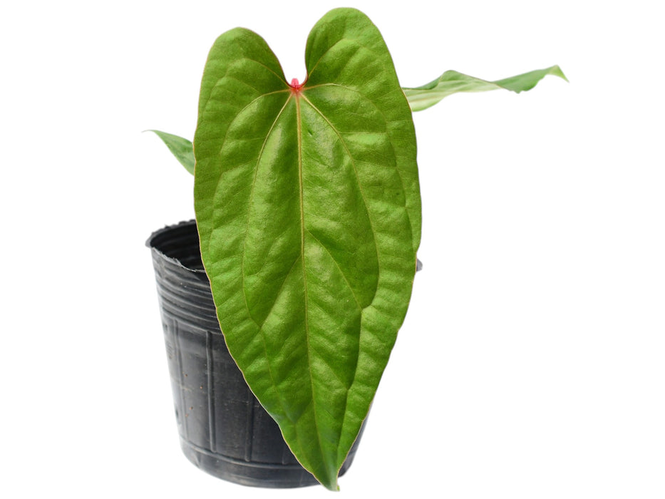 Anthurium Ingrid de Portilla 'Inverse crossing'