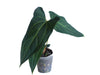 Anthurium Ingrid's Spirit
