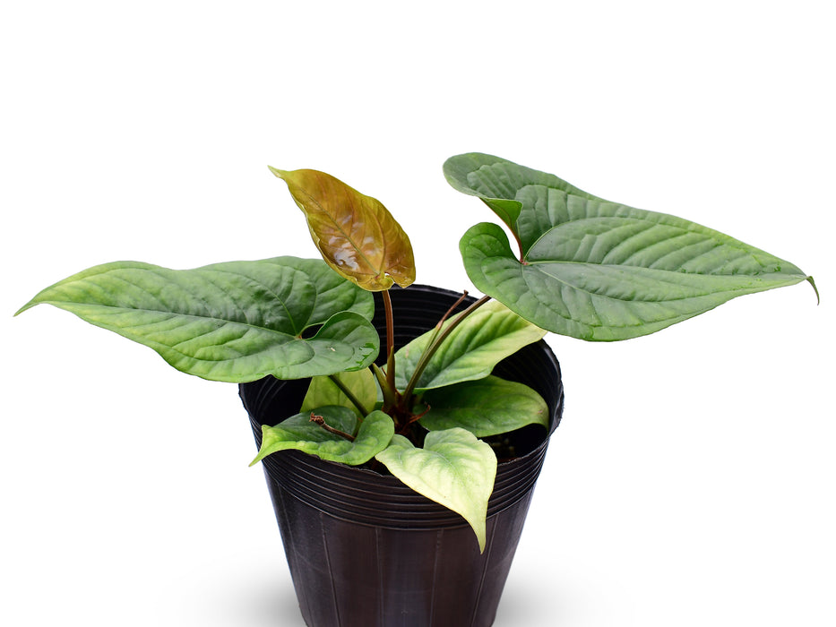 Anthurium Inverse Paradox