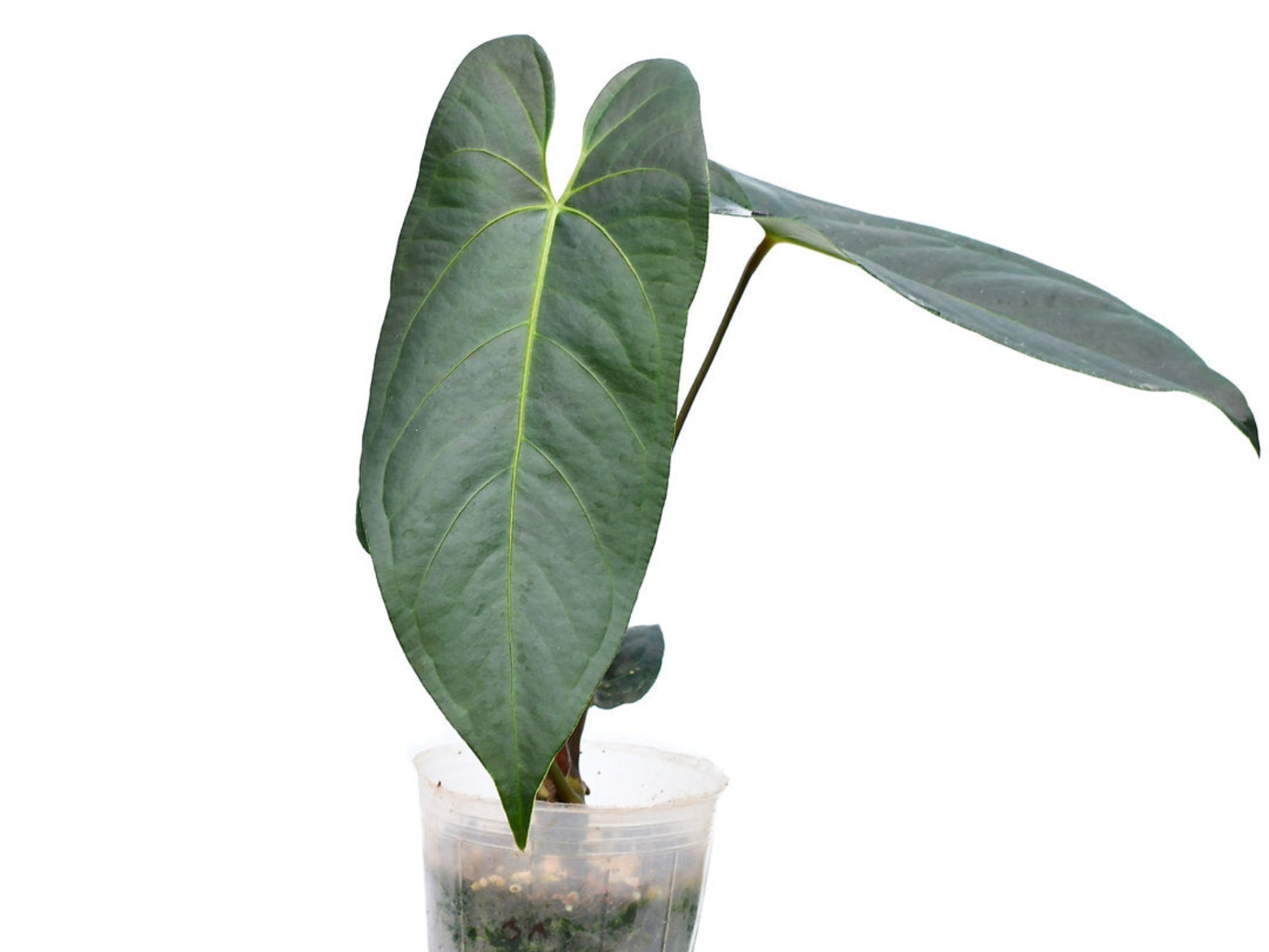 Anthurium JL Caamaño Taste - Regale x Nigrolaminum Hybrid