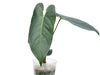 Anthurium JL Caamano Taste (seedling)