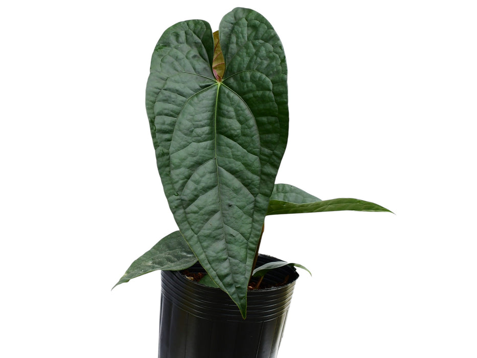 Anthurium Jungle Boy