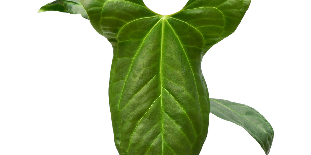 anthurium jungle fan Anthurium Jungle Dreams