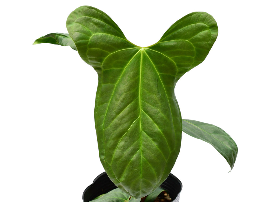 Anthurium Jungle Dreams (seedling)