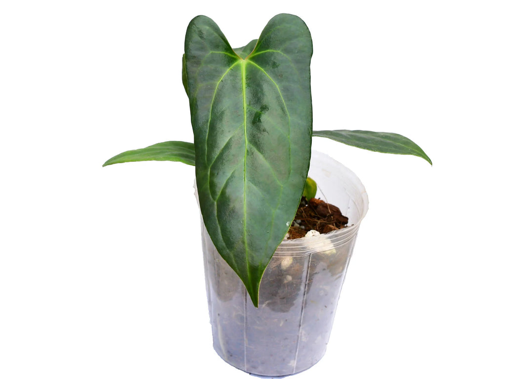 Anthurium_Jungle_Dreams__seedl