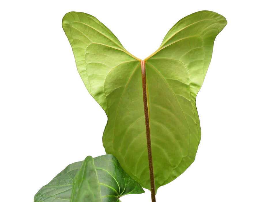 Anthurium Jungle Dreams (seedling)