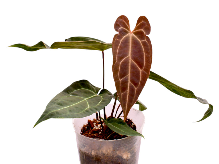 Anthurium Jungle Dreams x Anth. besseae aff x (Anth. Silver Streak)