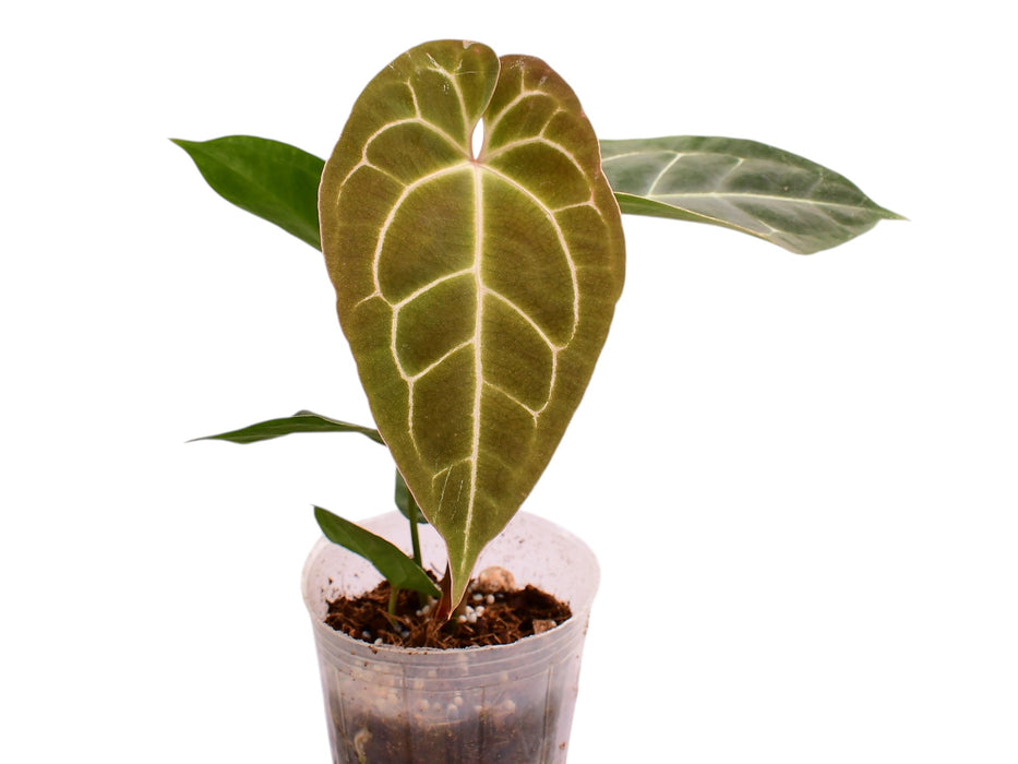 Anthurium Jungle Dreams x Anth. besseae aff x (Anth. Silver Streak)