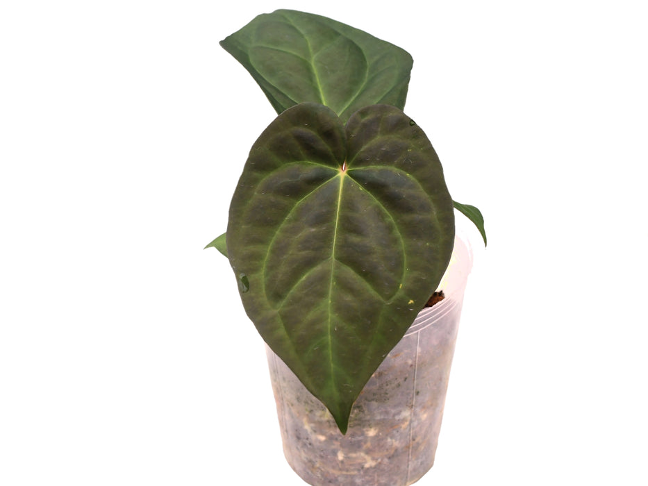 Anthurium Jungle Dreams x papillilaminum — Ecuagenera USA Corp