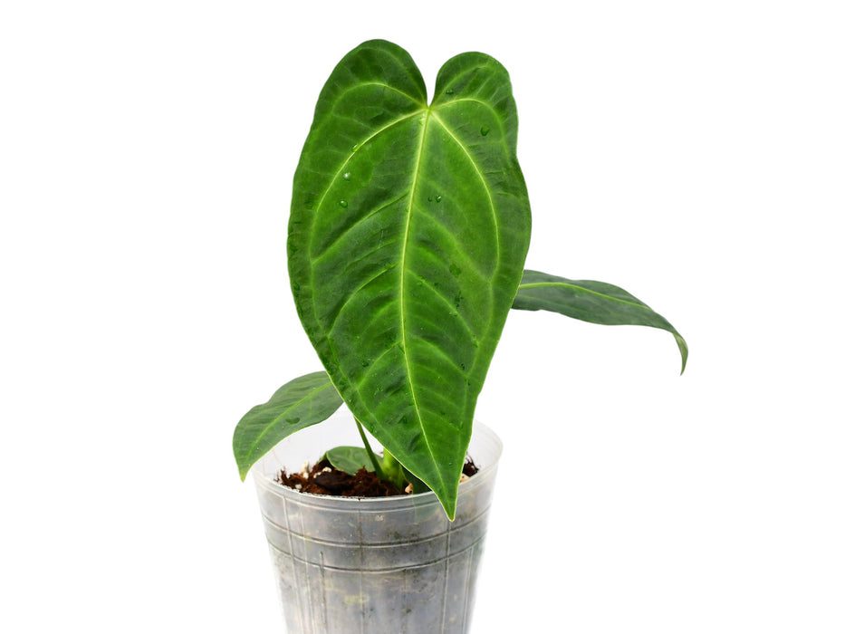 Anthurium Jungle Kingdom