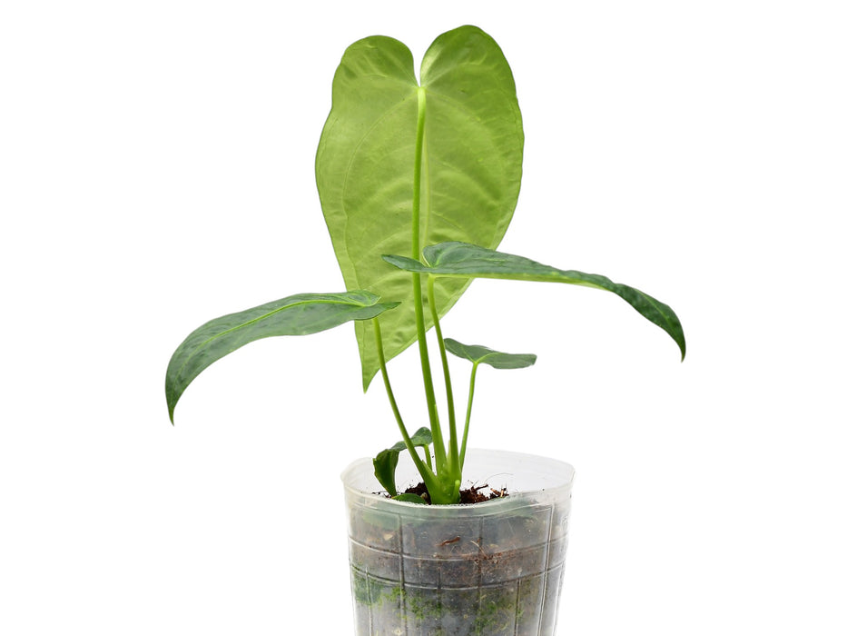 Anthurium Jungle Kingdom