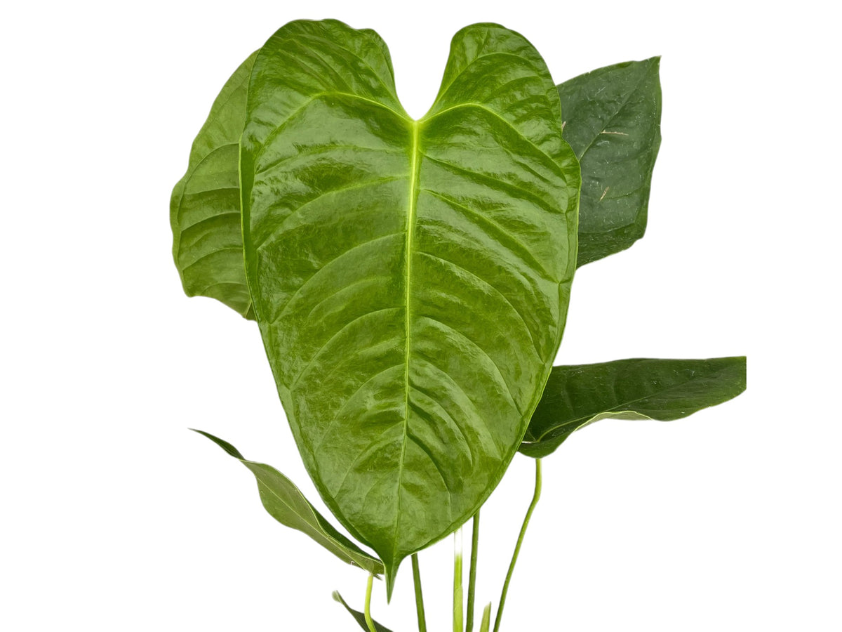anthurium veitchii x andraeanum Anthurium Kings Heart