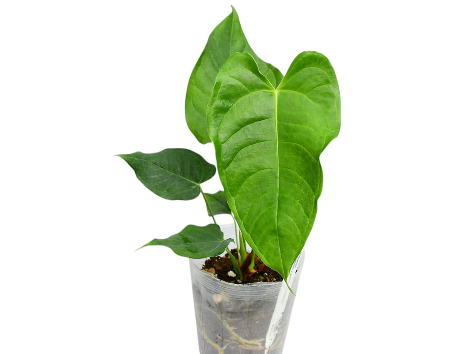 Anthurium Kings Heart