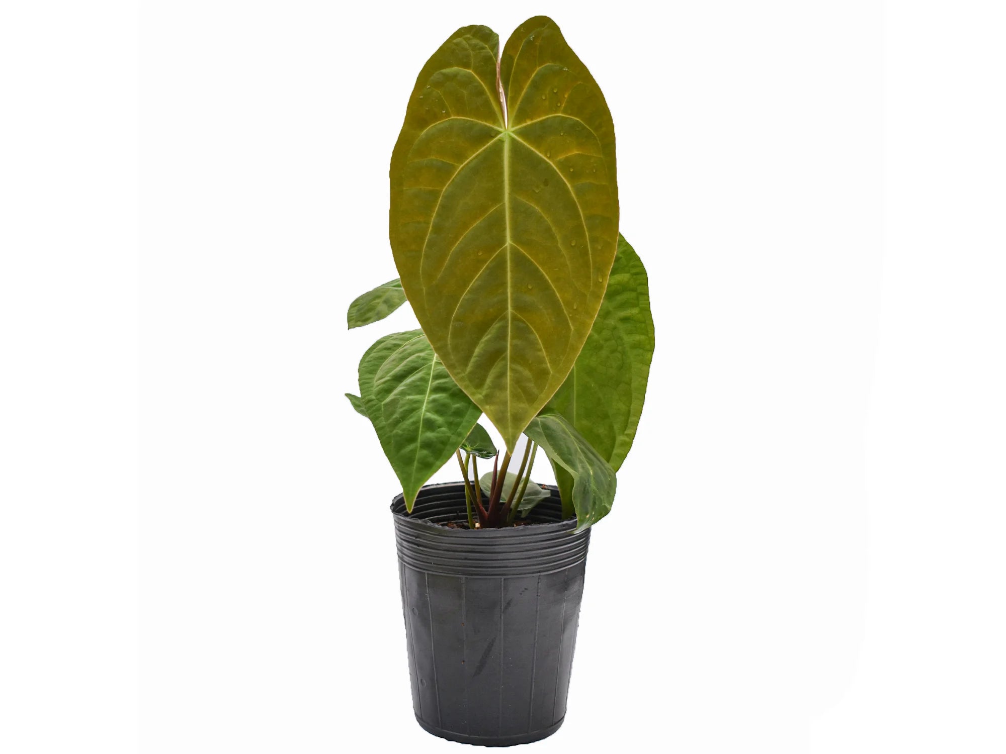 anthurium 59 de lier Anthurium Lavinia