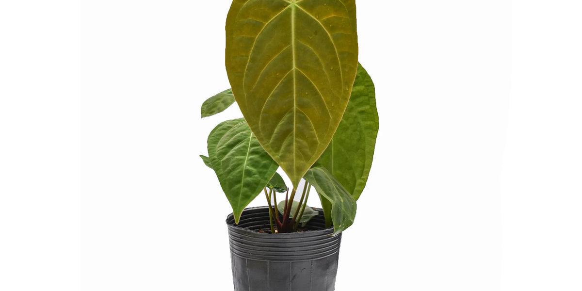 mihikatha anthurium centre Anthurium Lavinia