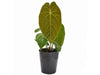 Anthurium Lavinia