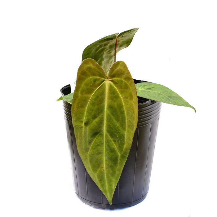 havana anthurium Anthurium Lavinia