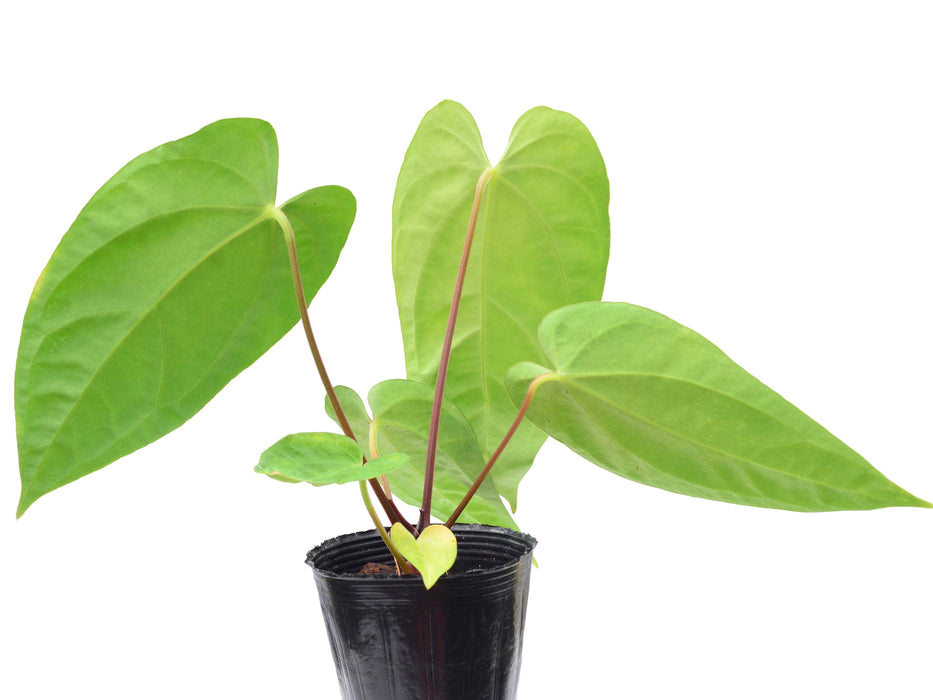 Anthurium Lavinia x Anthurium Magnificent Dress