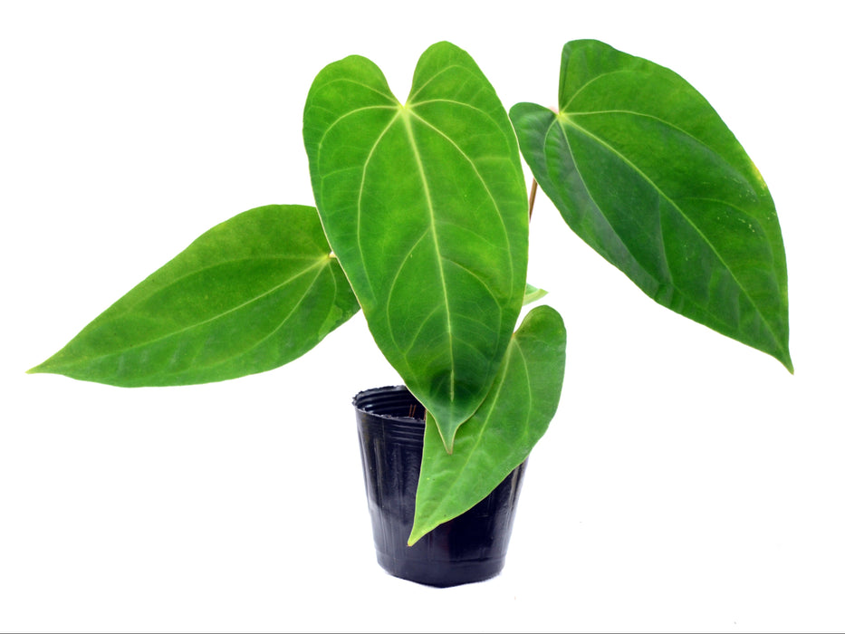 Anthurium Lavinia x Anthurium Magnificent Dress