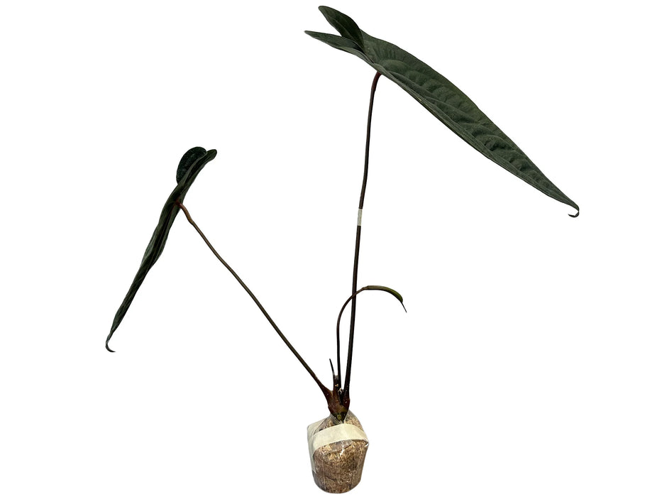 Anthurium Leonie Portilla (seedling)