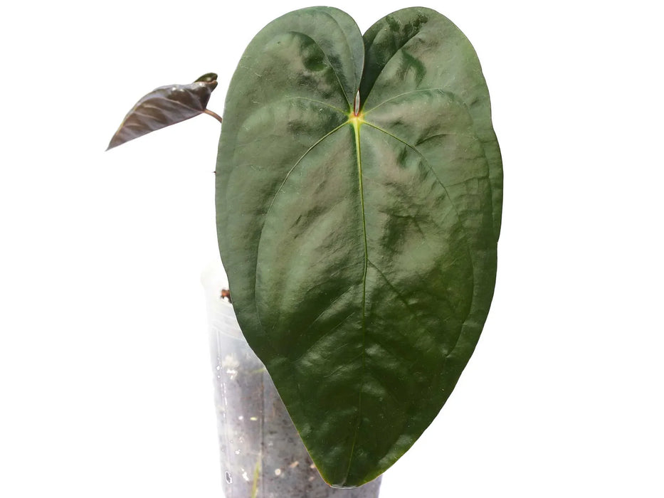 Anthurium Leonie Portilla (seedling)
