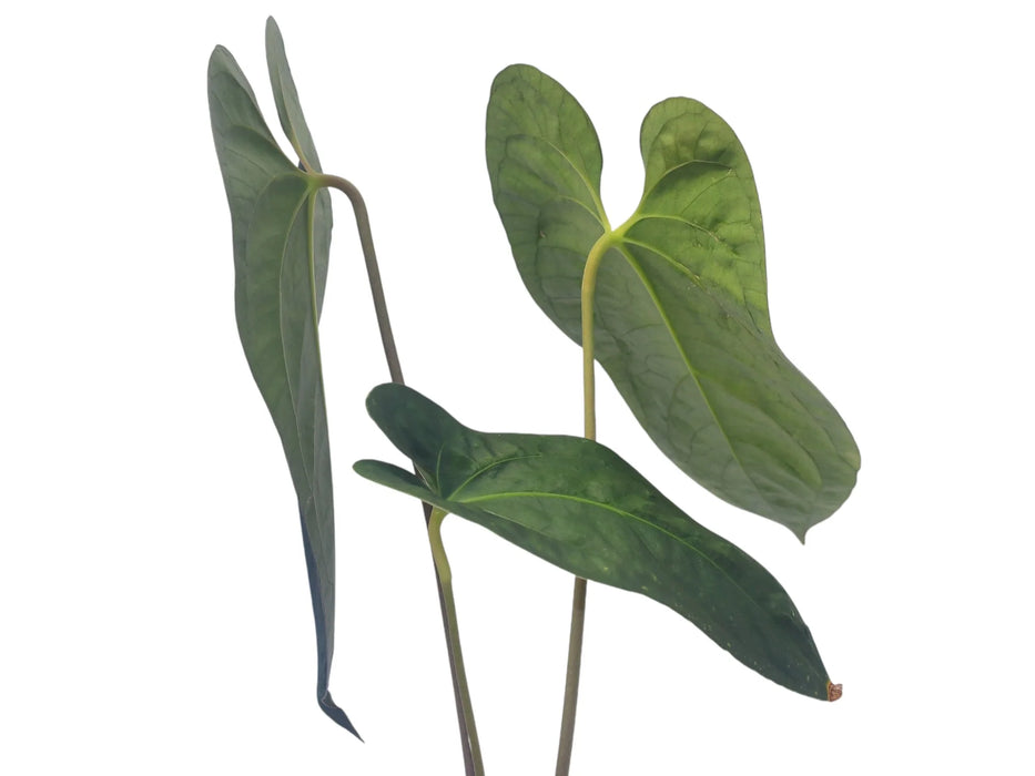 Anthurium Libby's Green Zafire Butterfly