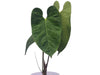 Anthurium Libby's Green Zafire Butterfly