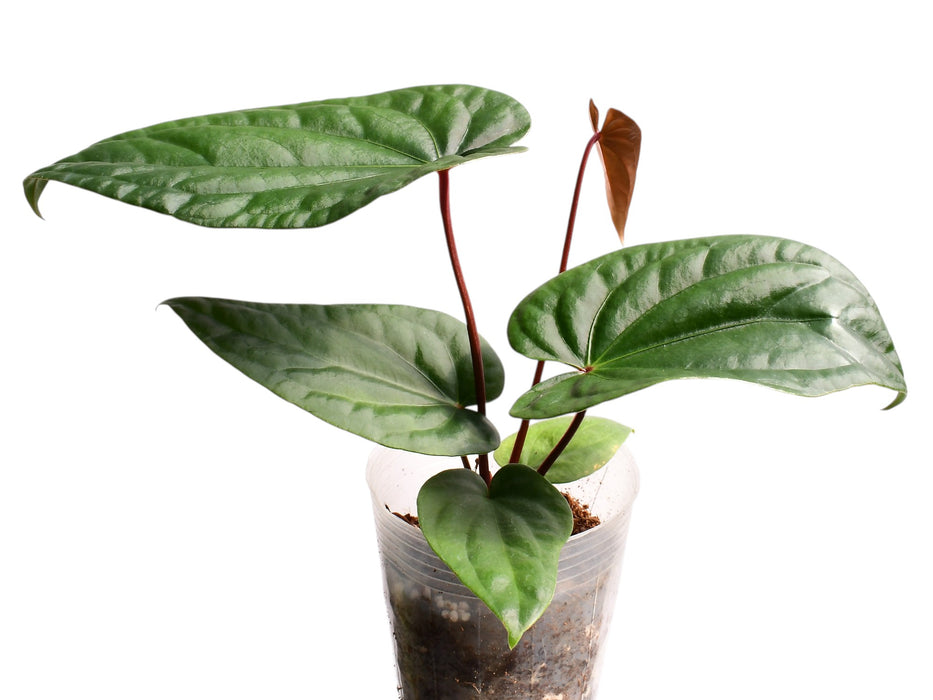 Anthurium Lightning x Anthurium Luxury Jungle