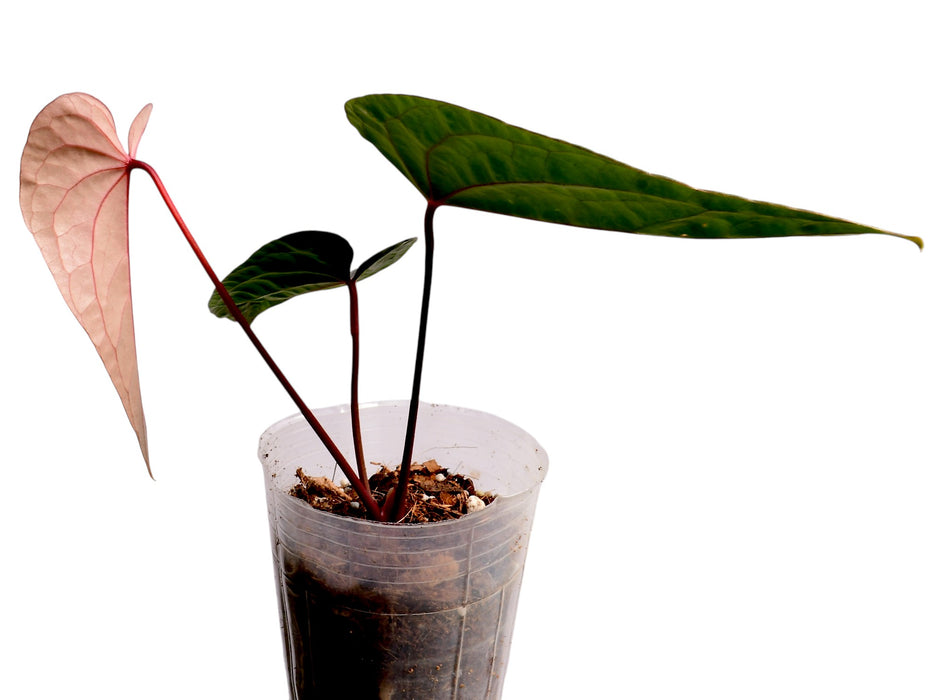 Anthurium Lightning x Anthurium Luxury Jungle