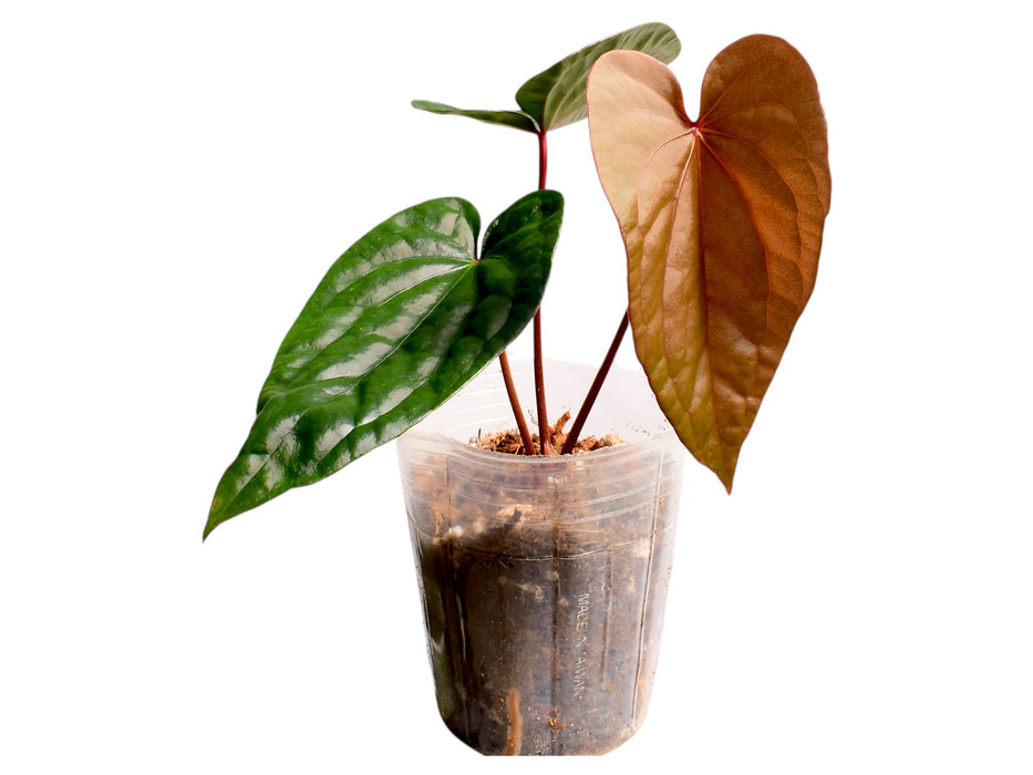 Anthurium Lightning x Anthurium Luxury Jungle