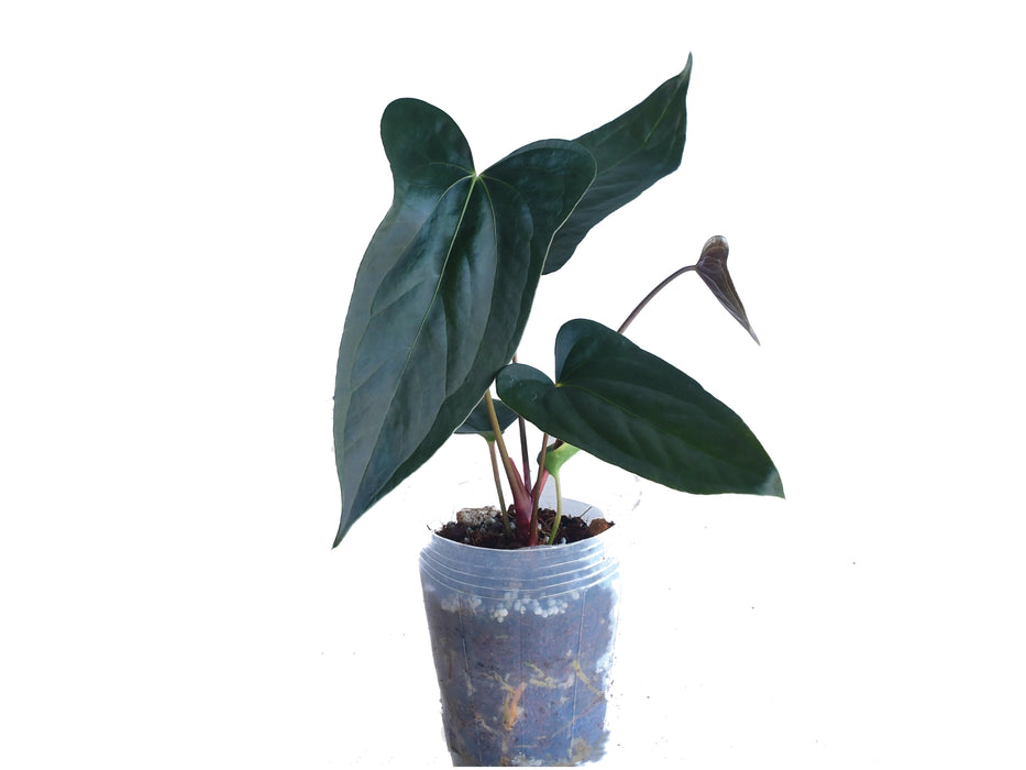 Anthurium Luis's Mustache 'Inverse crossing'