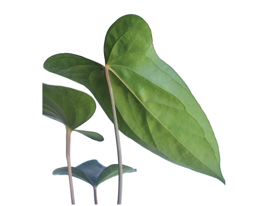 Anthurium Luis's Mustache 'Inverse crossing'