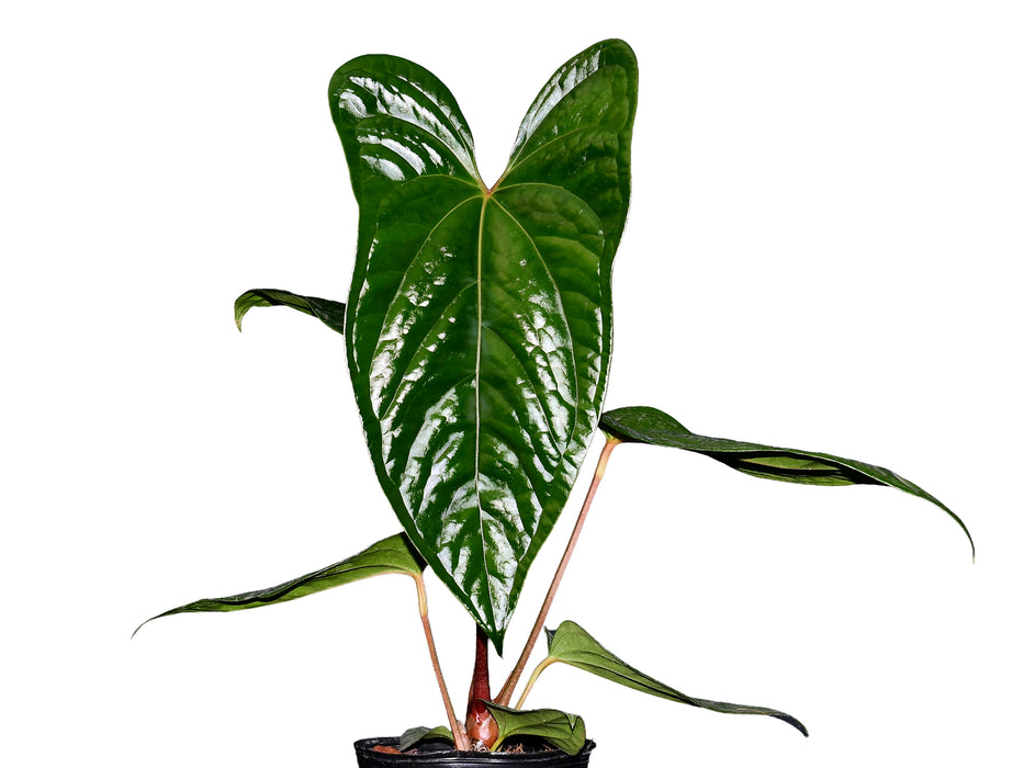Anthurium Luxurious Shushupe x Anth. Espiritu de Montaña